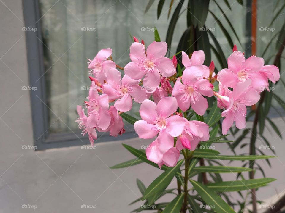 oleander flower