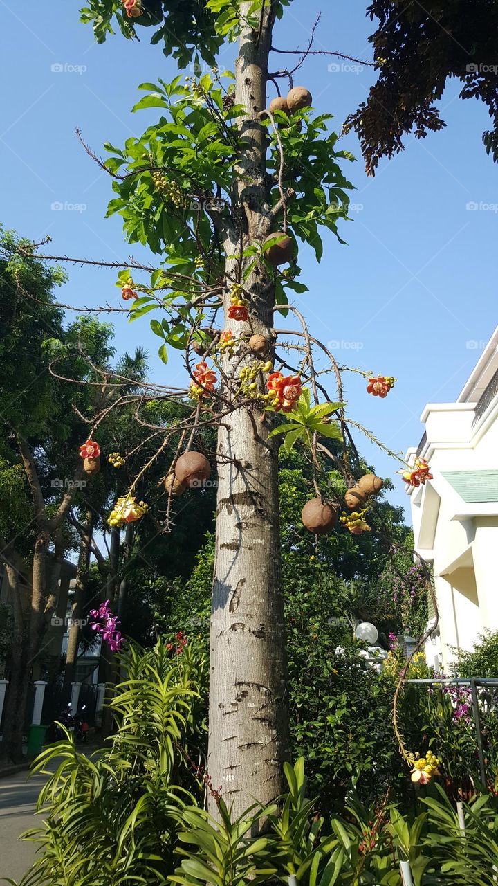 Canonball tree in Vietnam