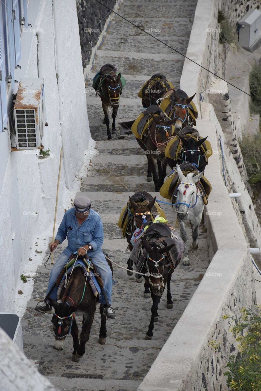 Santorini Greece donkeys