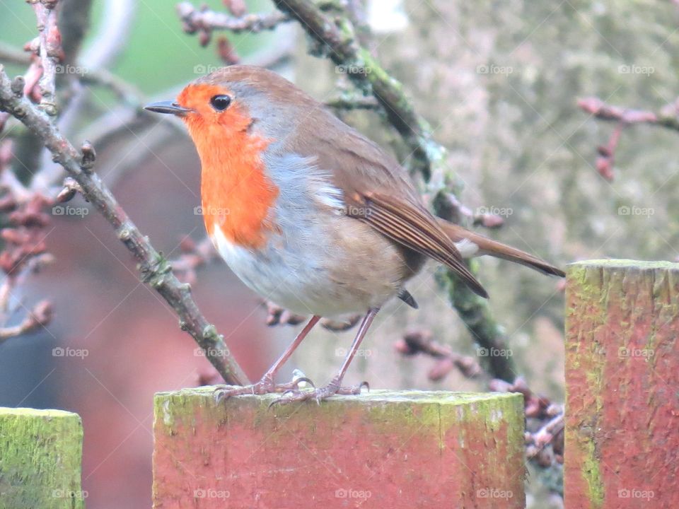 Robin on fence. Robin on my garden fence