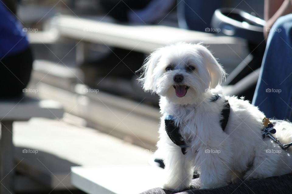 Summer dog at the ballgame