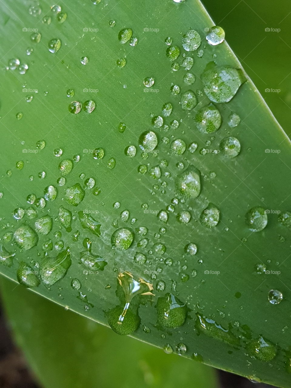 green leaf and dew drops