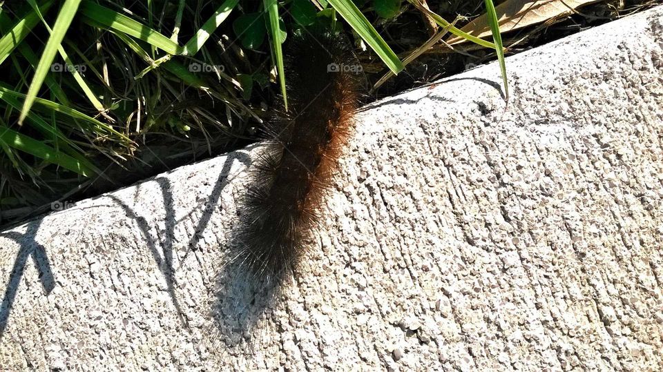 Fluffy, black and golden brown catterpillar escaping to green grass from a busy sidewalk.