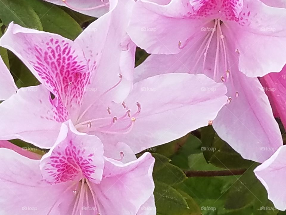 pink azaleas