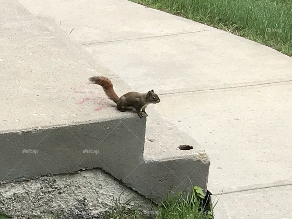 A squirrel is looking to get away.