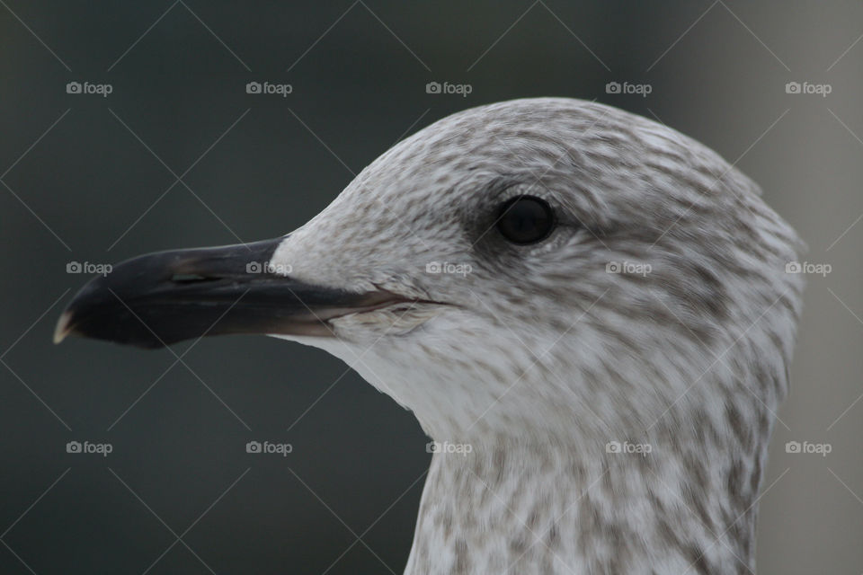 bird close up seagulls oslo by nader_esk