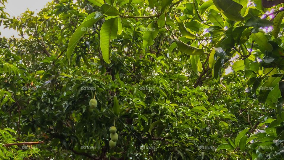 mango tree