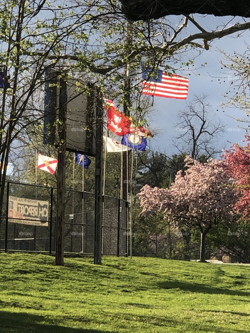 Multiple flags flying off of a baseball fields fences and spring trees all around 