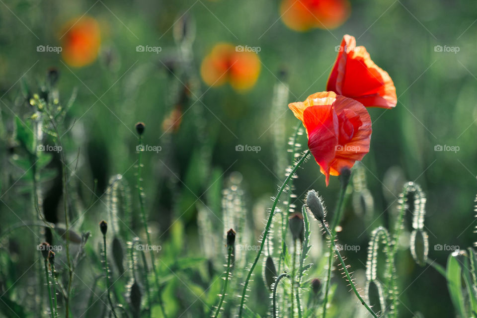 Poppy in the field