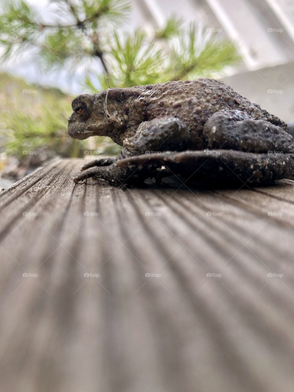 Toad view