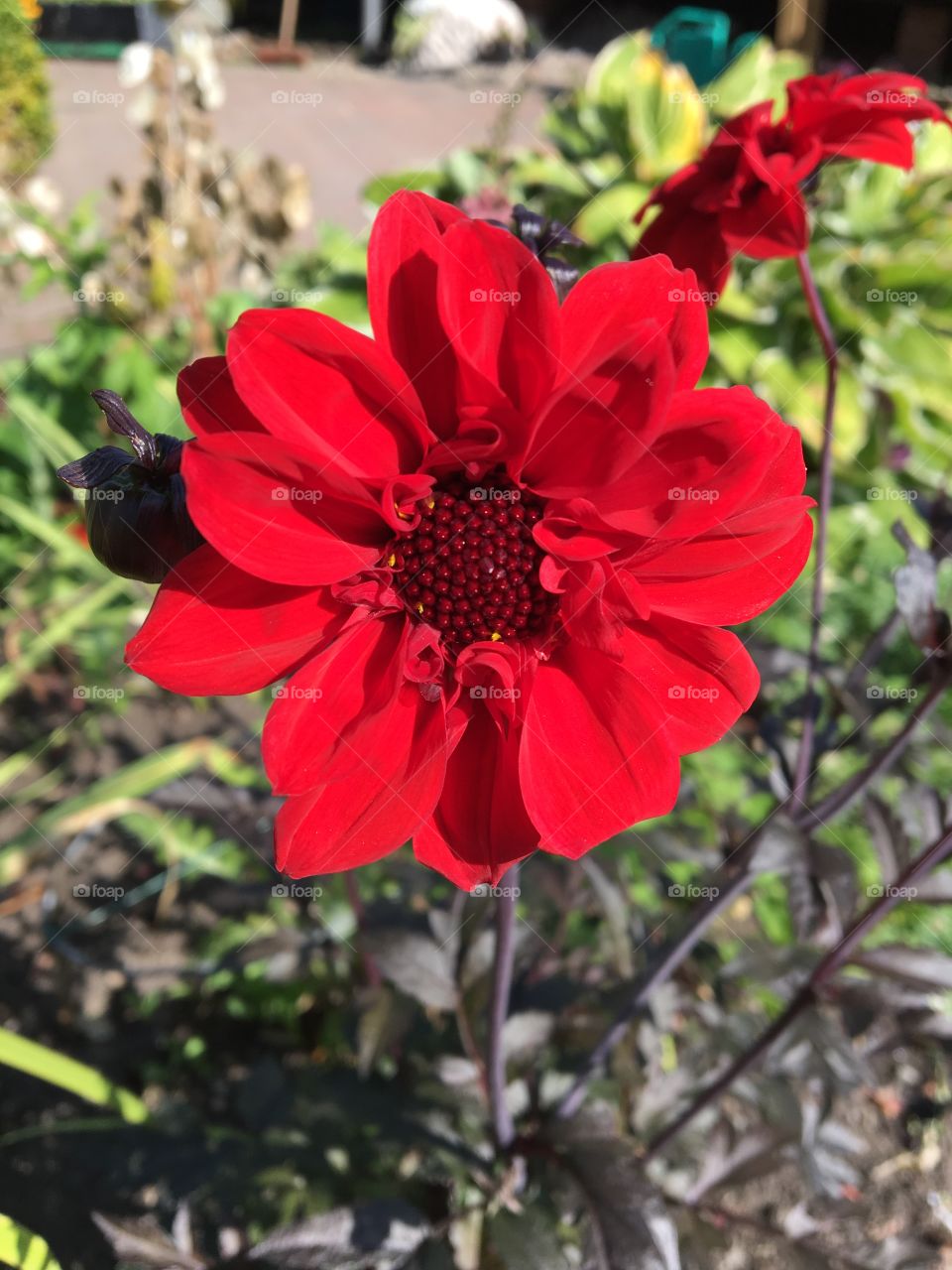 Wow! Stunning flower