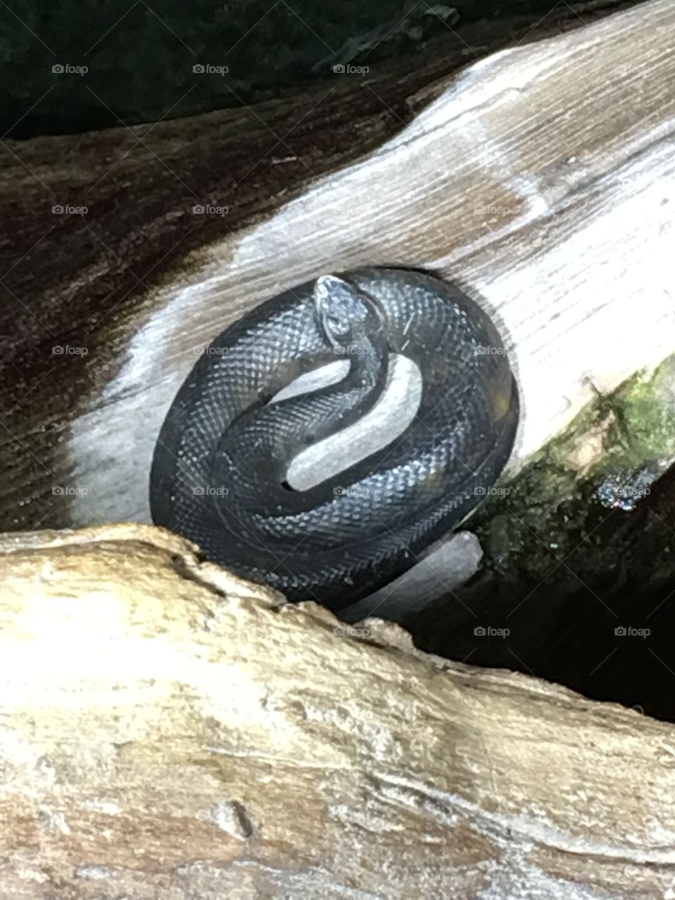 Water Moccasin at Georgia Aquarium 