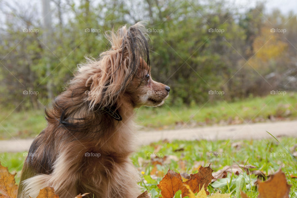 small brown dog of the Terrier