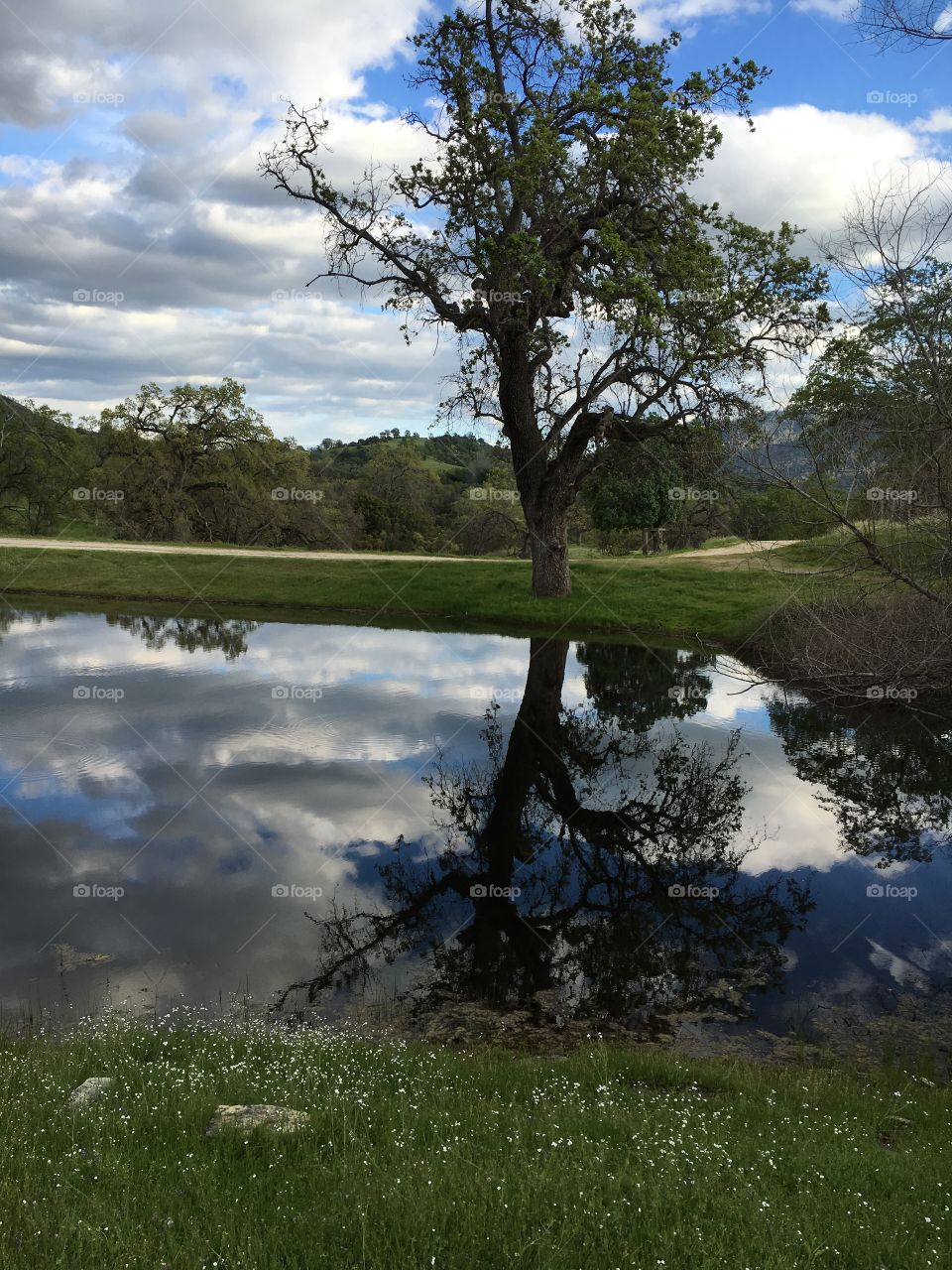 Tree reflection