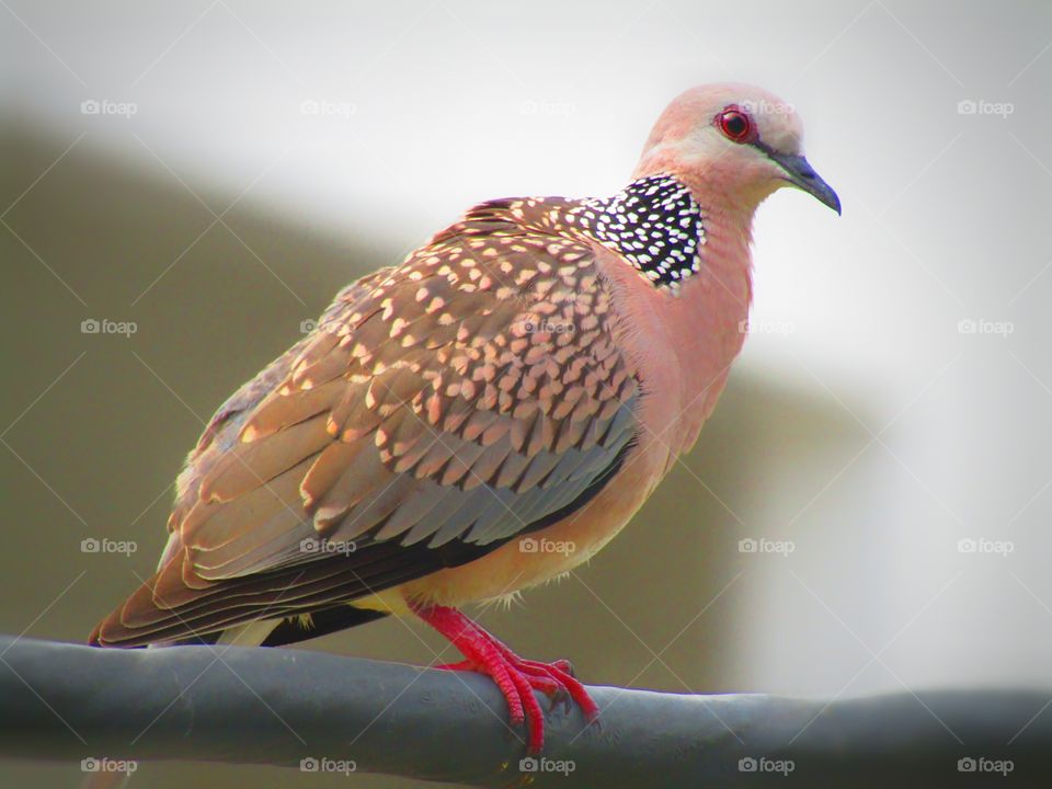 The spotted dove or (spilopelia chinensis) or mountain dove or pearl-necked dove or lace-necked dove or spotted turtle-dove.