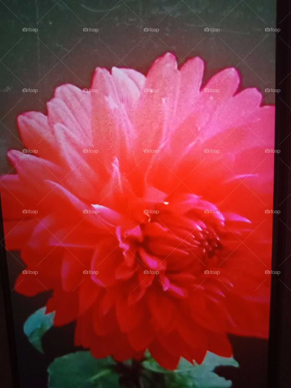 Red Love Flower