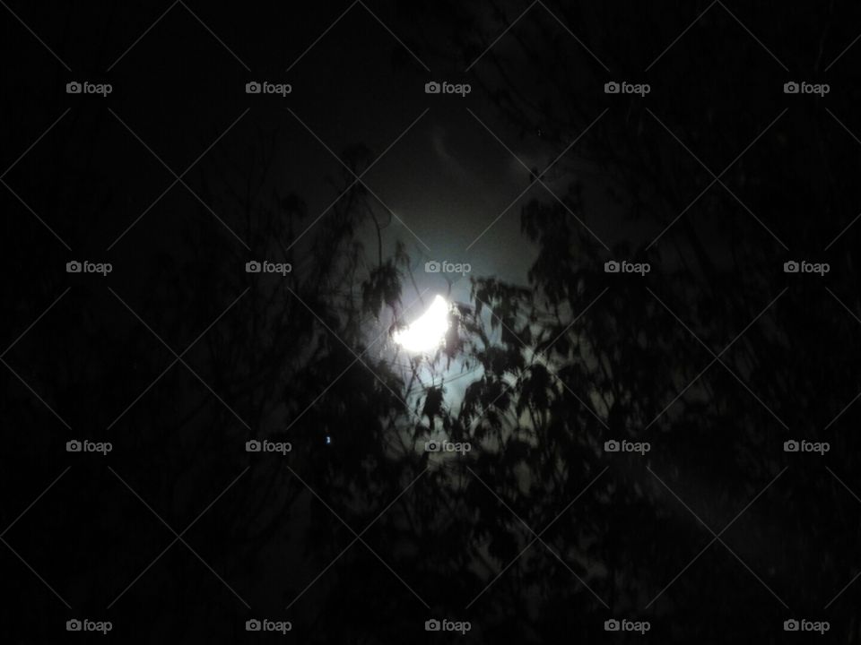 Moonlit night through the Maple tree.