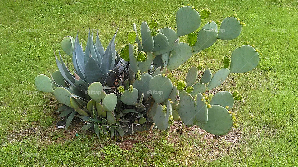 cactus plant. this is growing in my friend's yard