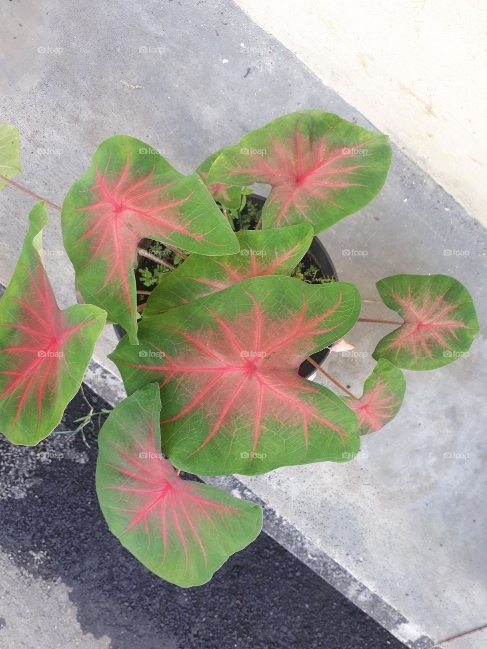 elephant ear plant with pink variations in the middle of the leaves