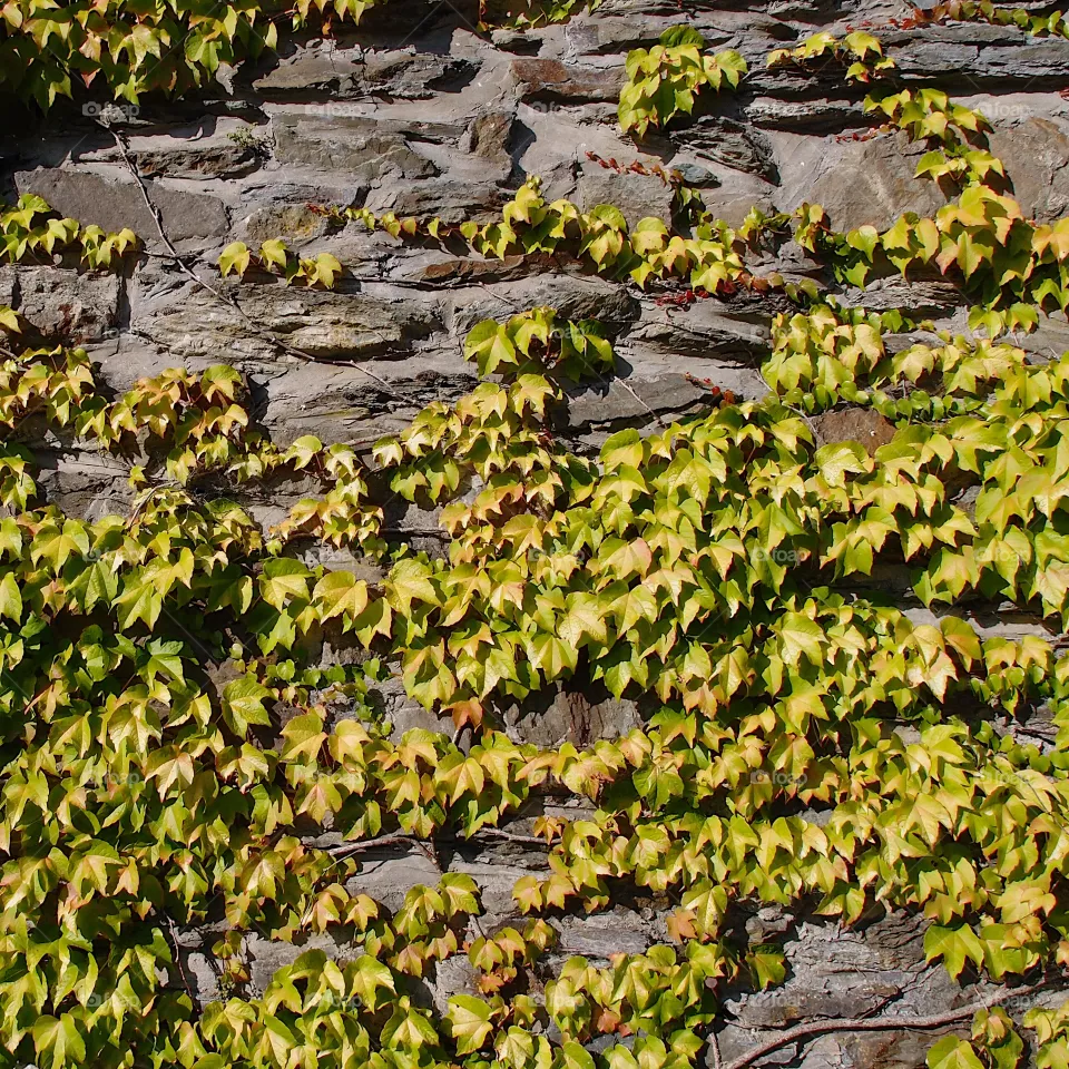 Beautiful yellow and green decorative vines cover a decorative rock wall on a sunny summer day. 