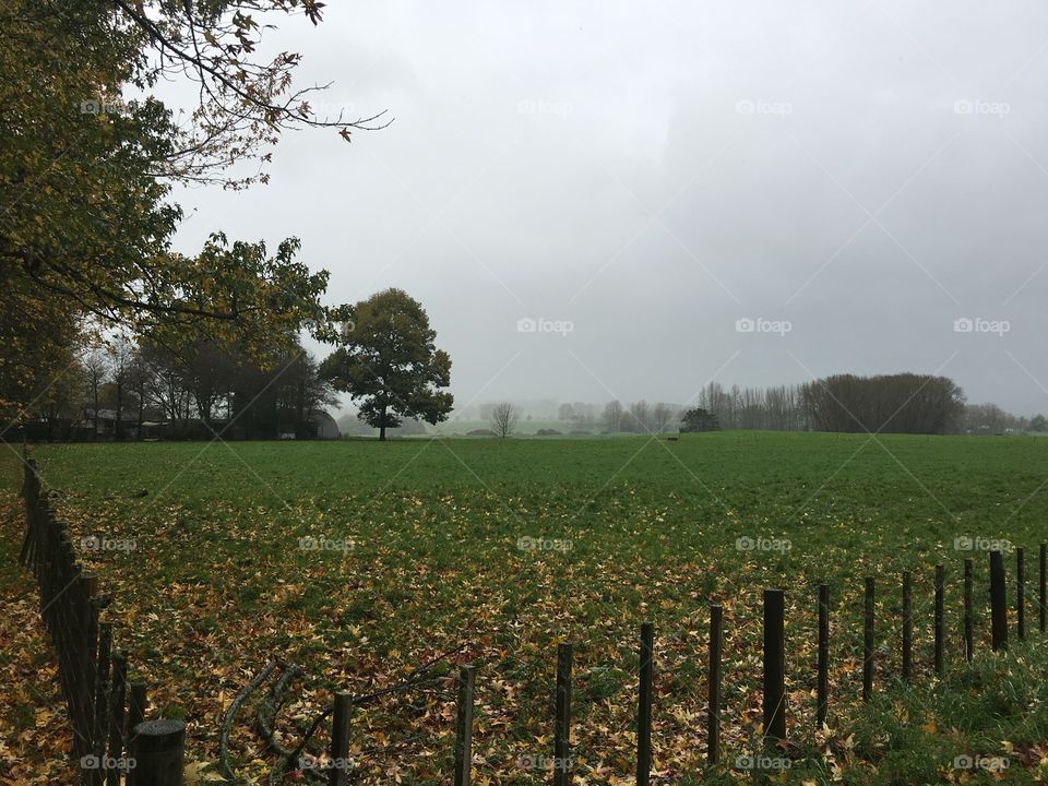 Falling leaves, entering winter, cloudy skies, raining days in Tirau, New Zealand 