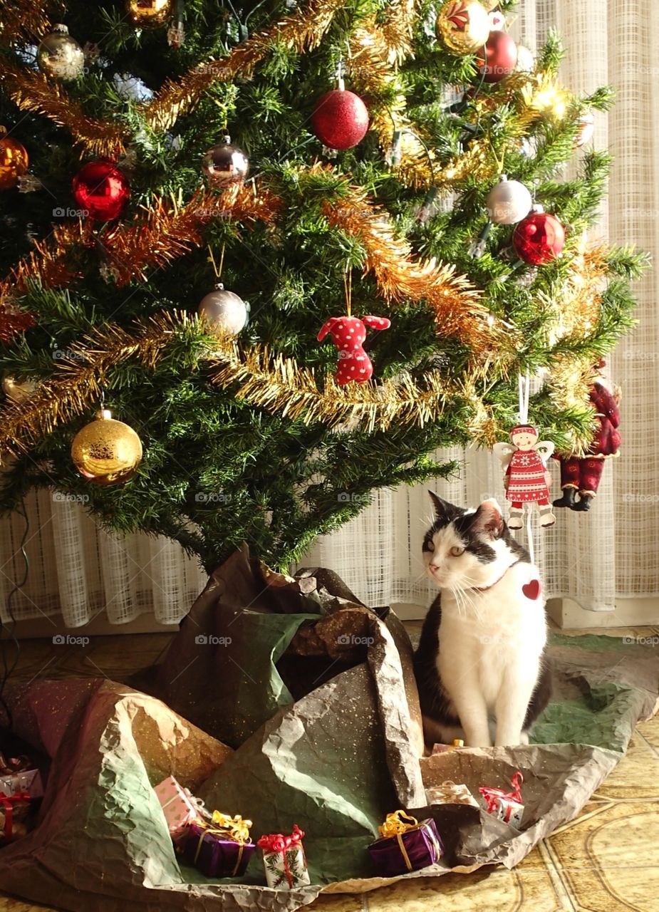 Cute cat under Christmas Tree