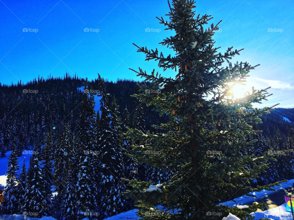 Sunny day on the mountain 