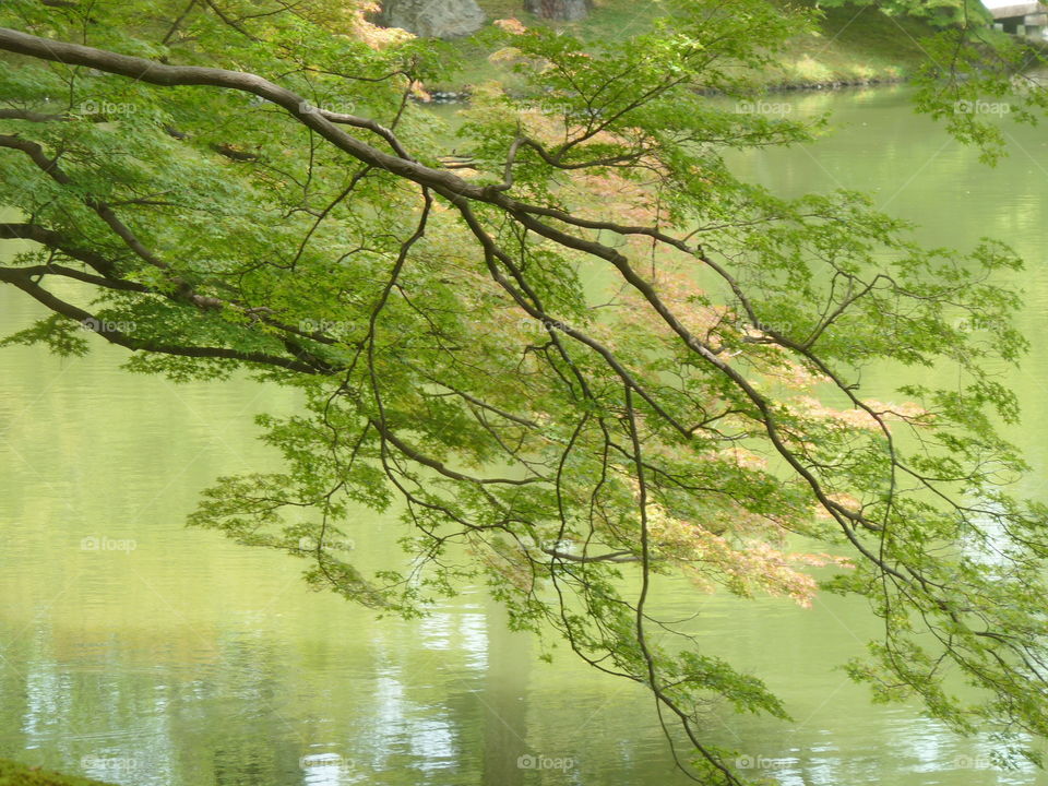 in a japonese garden in kyoto