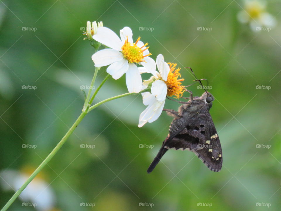 long-tailed skipper