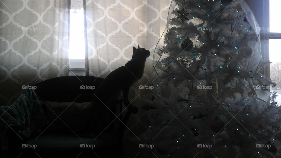 First Christmas curiosity