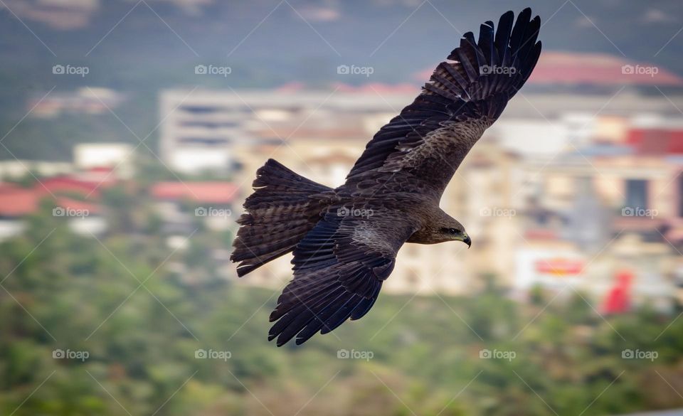 black kite