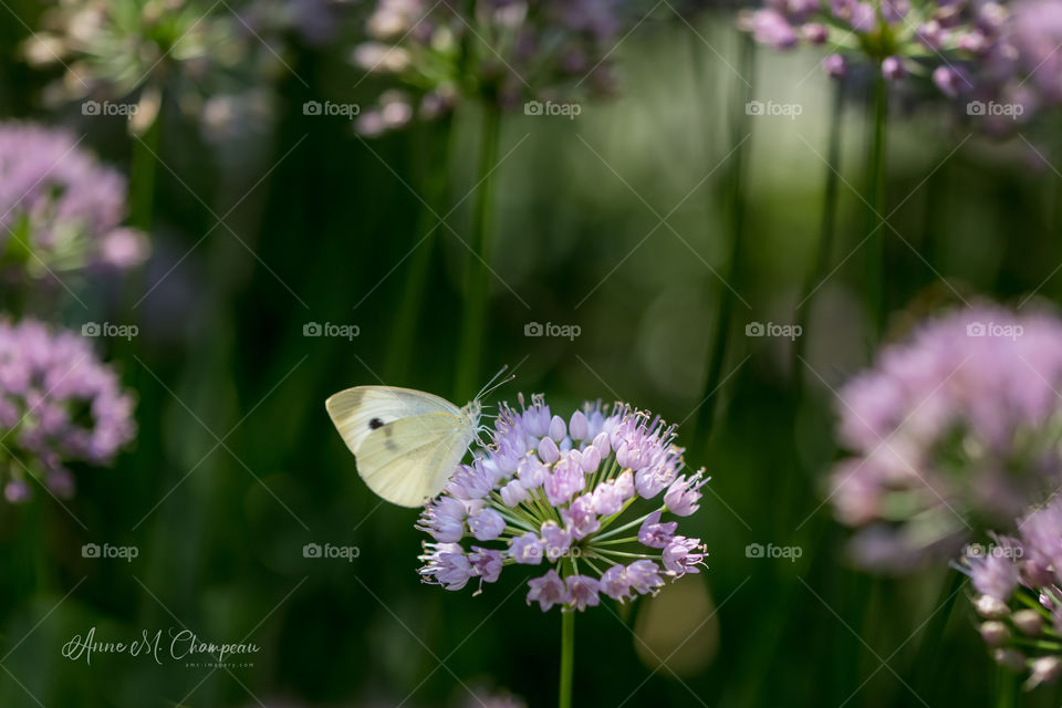 Cabbage butterfly on purple flower with blurry background