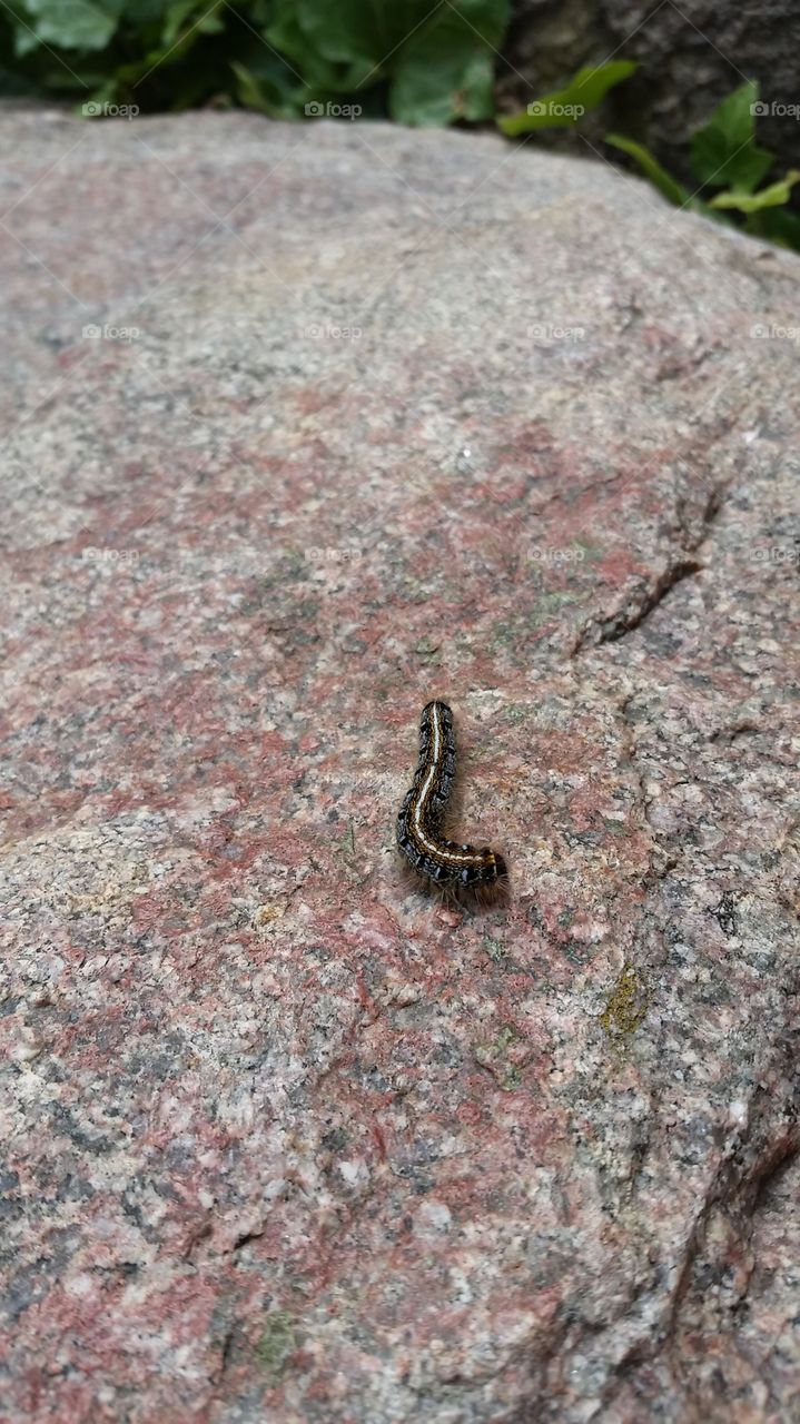 caterpillar on rock. the wind blows them and they land