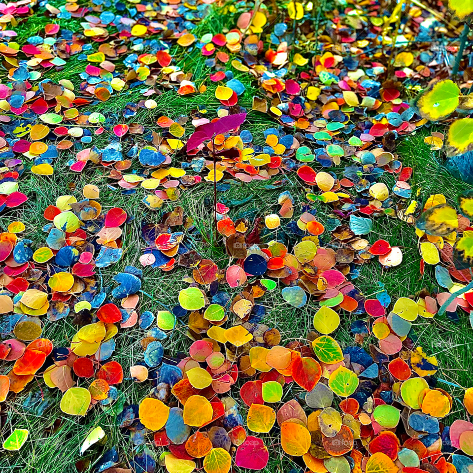 COLOURFUL FALLEN AUTUMN LEAVES
