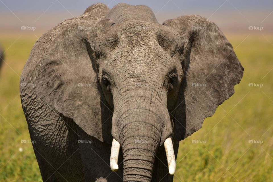 Elefantportrait