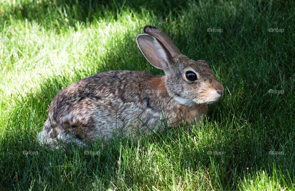Rabbit hanging out in the grass