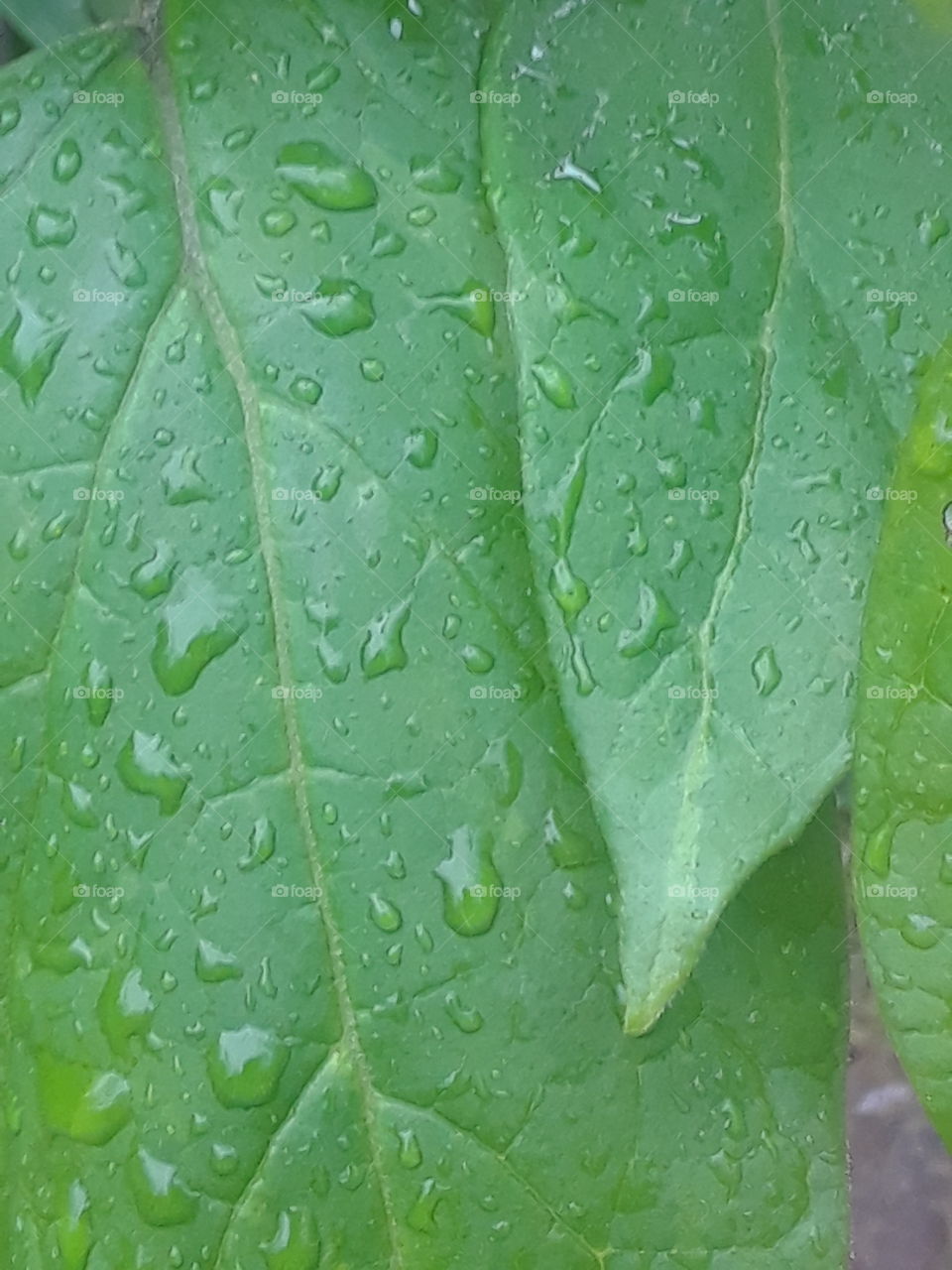 close up leaf with raindrops