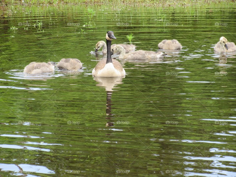 Geese. Geese family