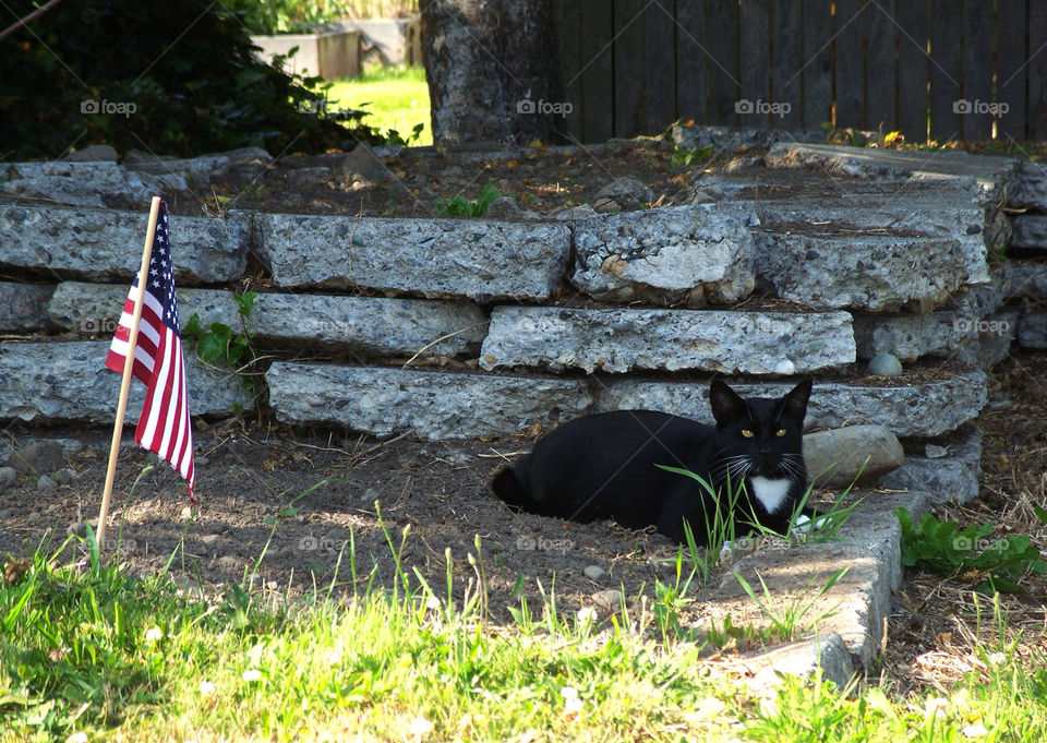 cat flag american by kenglund