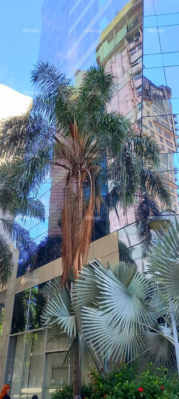 Espelhos e Palmeiras