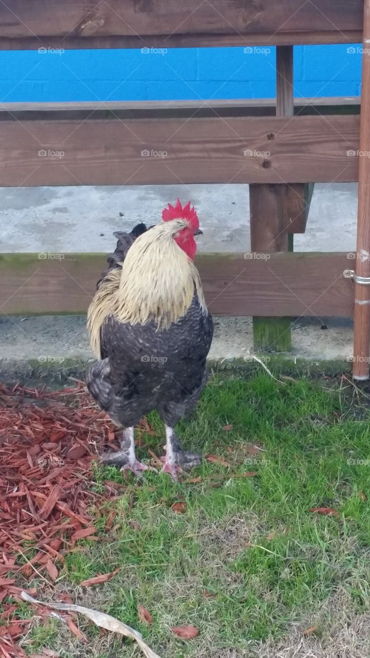 chicken at aloha zoo