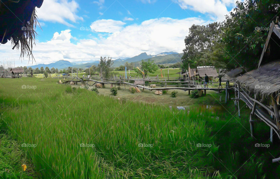 Boardwalk on the rice paddies of the coffee shop is a place where tourist PUA district, Nan province