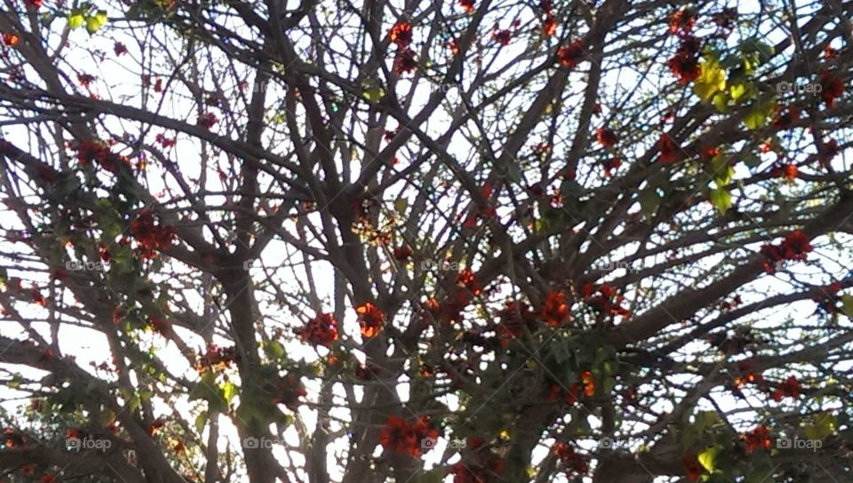 Scattered Red Orange Arboreal Florals with Sunlight Sky Background