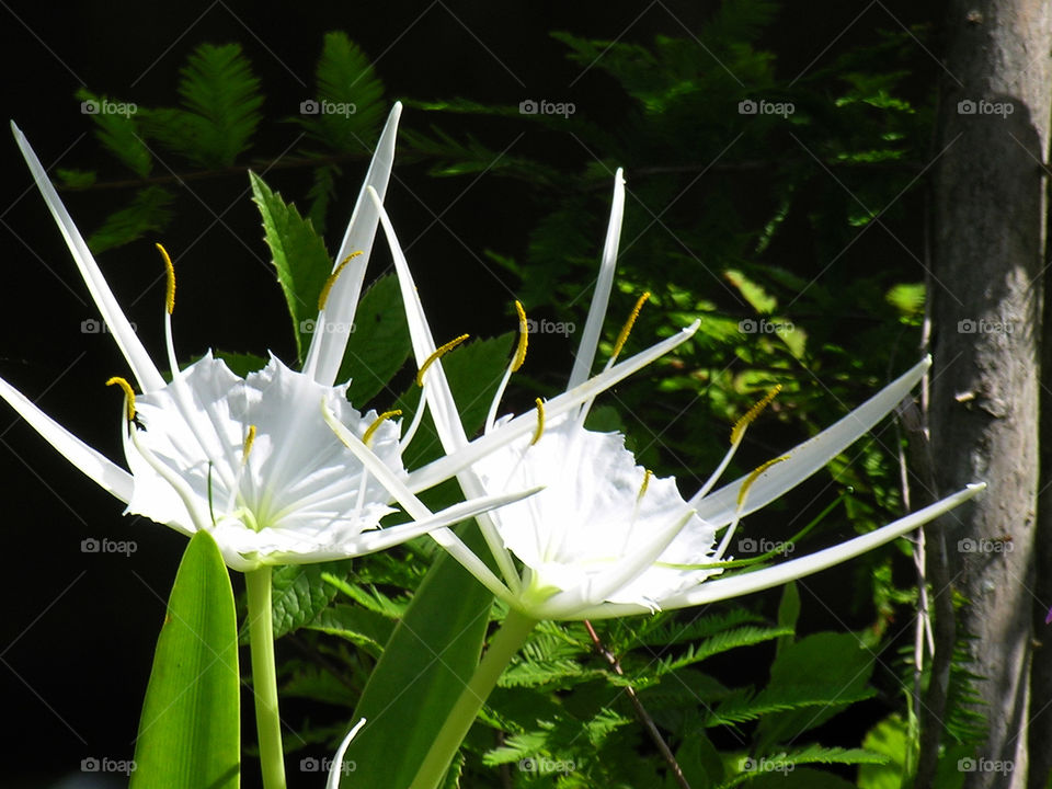 Spider Lily in Florida