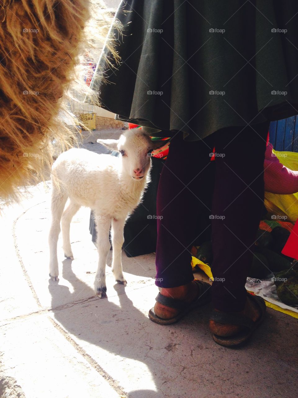 A lamb stays close to her owner in Peru