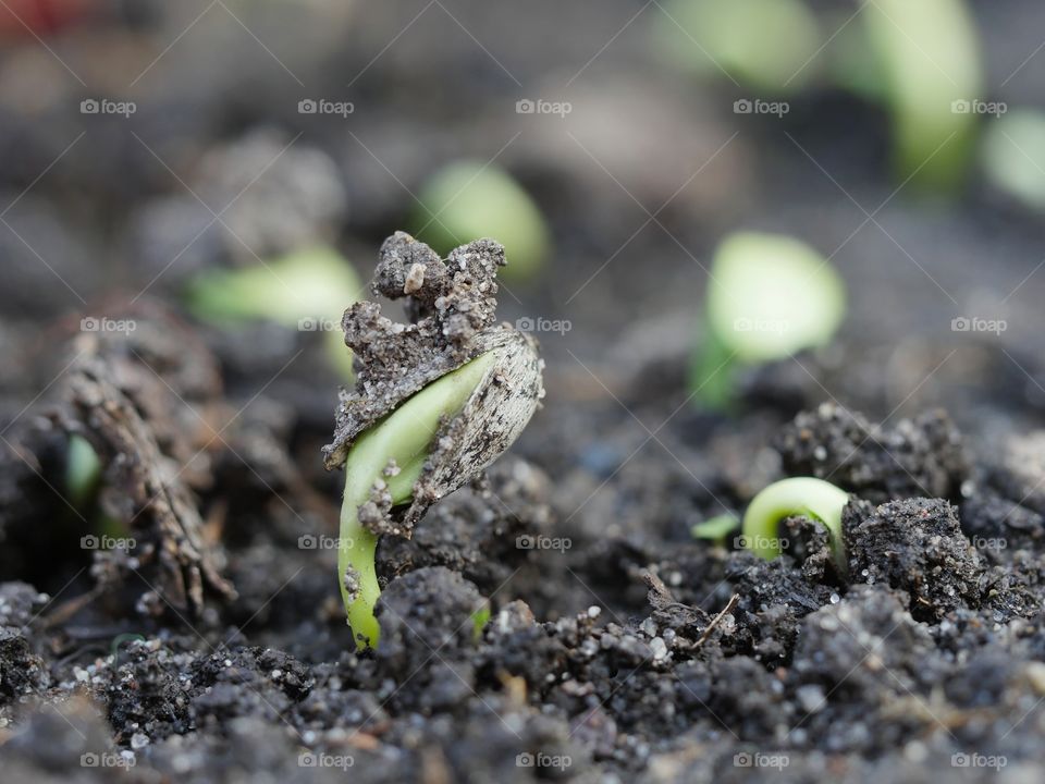 Sunflower seedlings