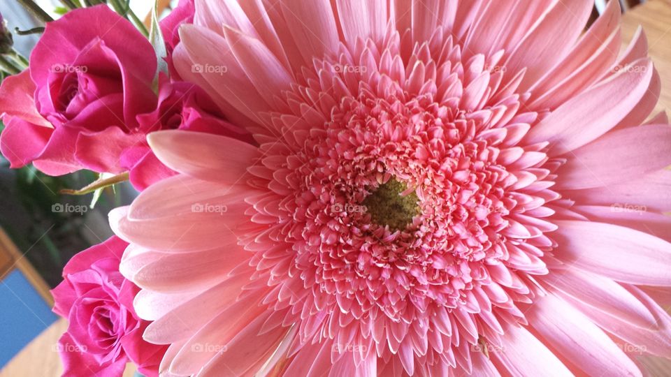 Pink Daisy. a gift