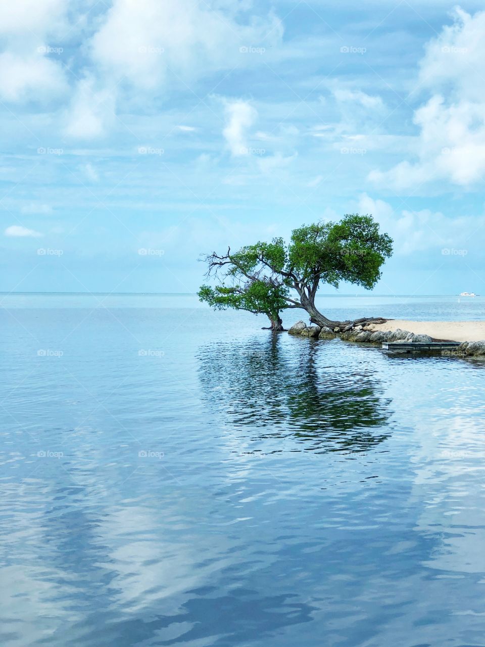 A lonely tree mirrored in water