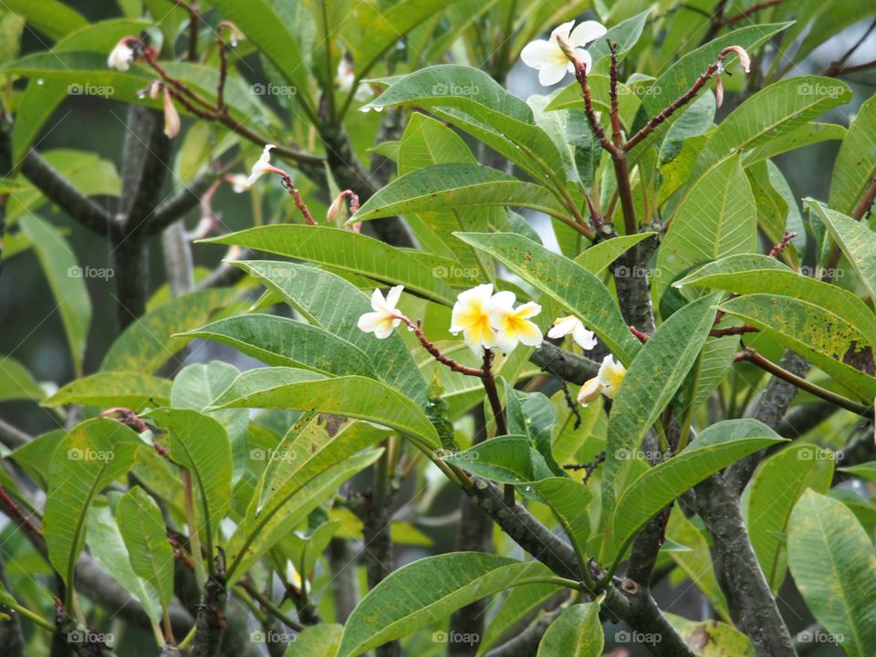 Plumeria in leaves background