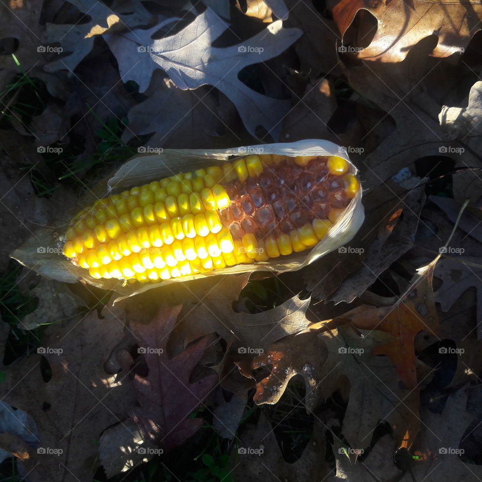 eaten field corn